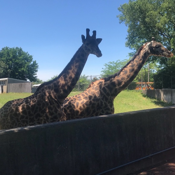 Meet your Posher, Meredith - Picture 1 of 1